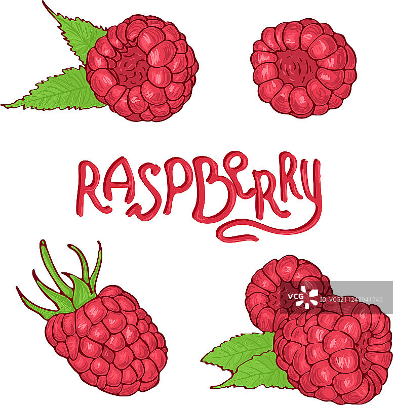 手绘覆盆子集合（白色背景）图片素材