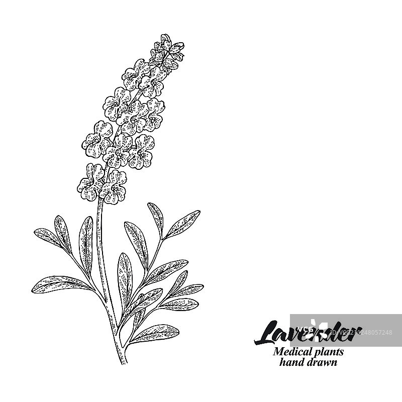 带叶子和花朵的薰衣草枝条图片素材