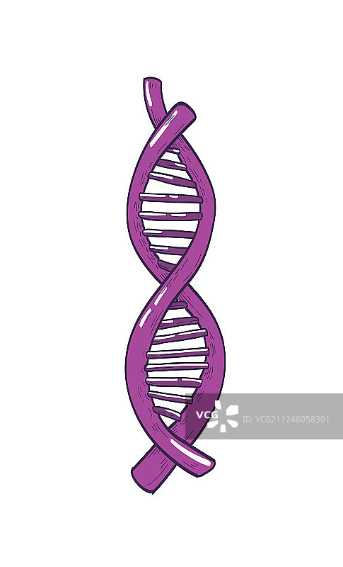 携带信息的DNA或脱氧核糖核酸分子图片素材