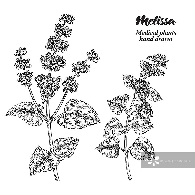 蜜蜂花枝叶图片素材