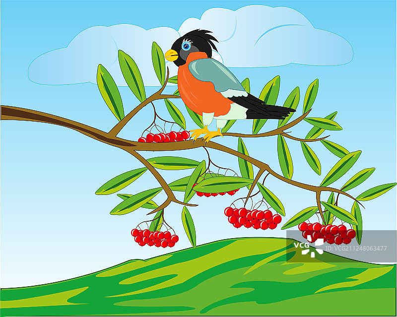 鸟儿栖息在花楸树枝上，远眺群山图片素材