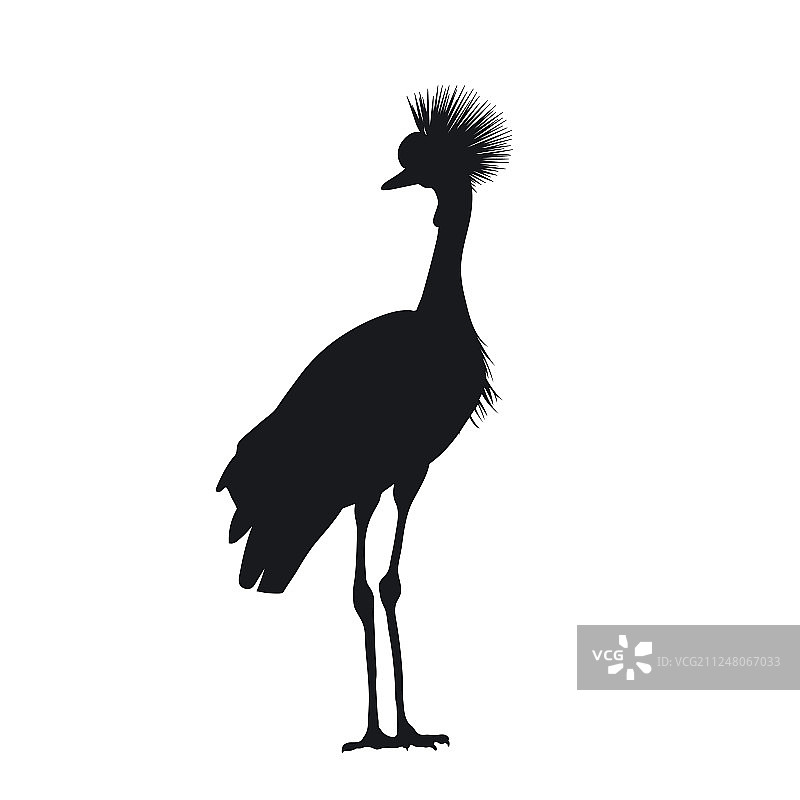 黑色剪影非洲冕鹤图片素材