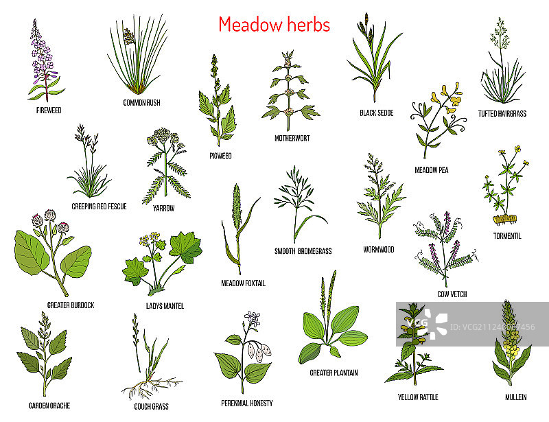 野生草甸香草图片素材