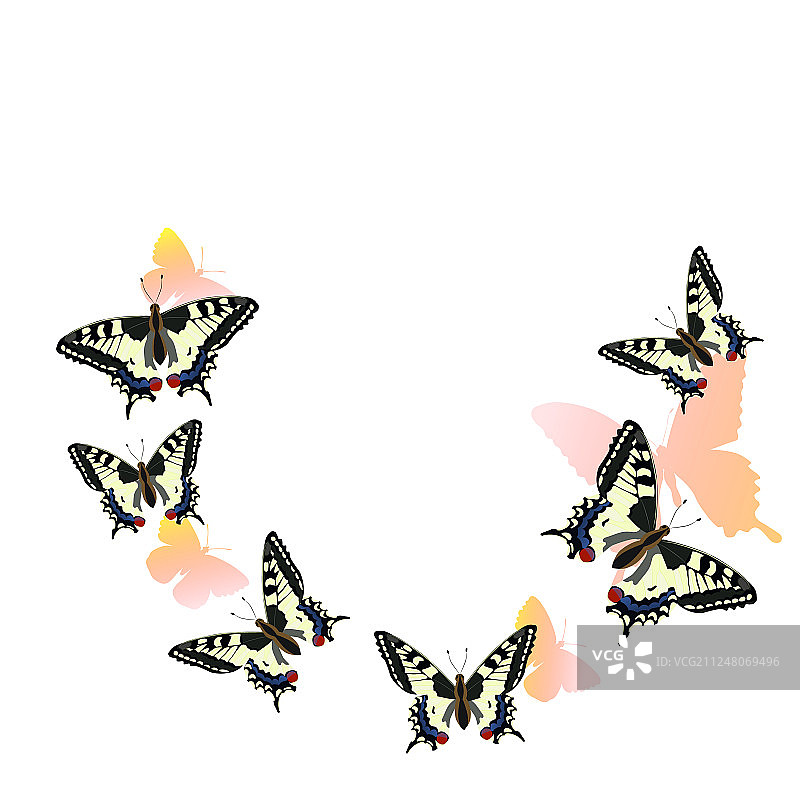 环绕飞舞的燕尾蝶图片素材