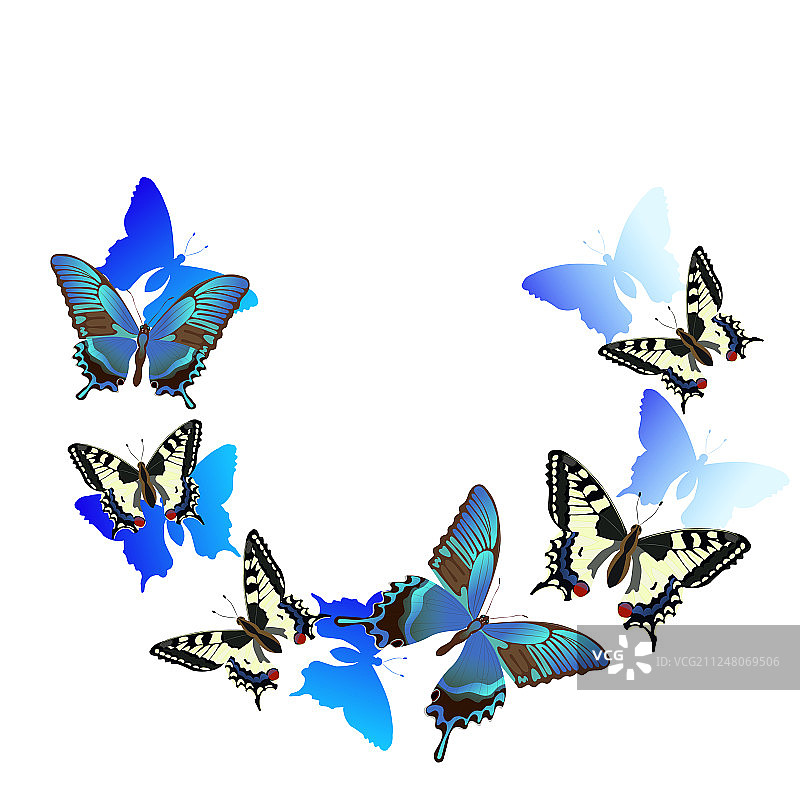 环绕飞舞的燕尾蝶图片素材