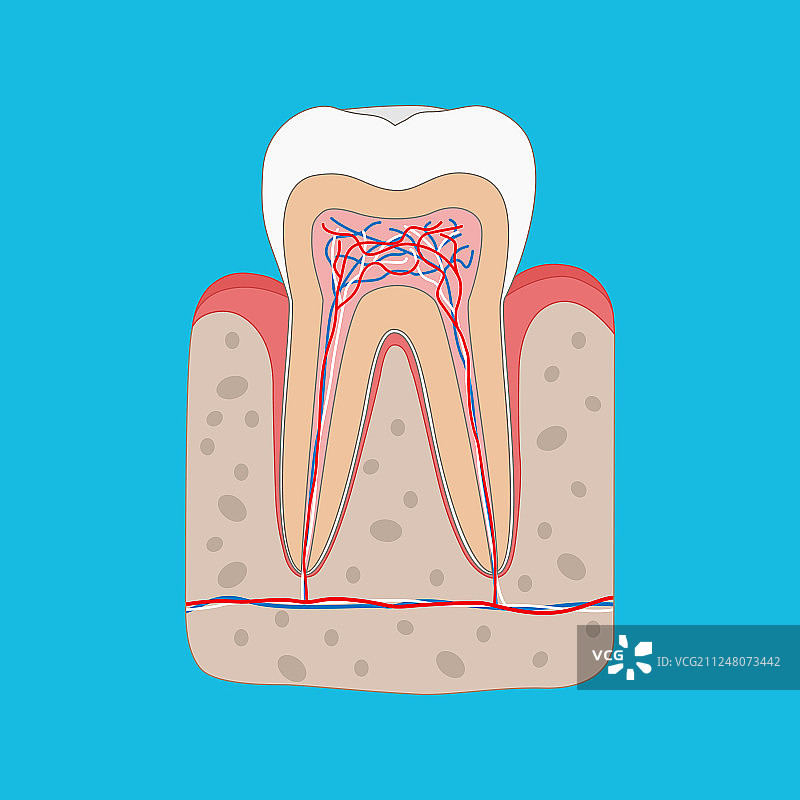 健康的牙齿剖面图图片素材