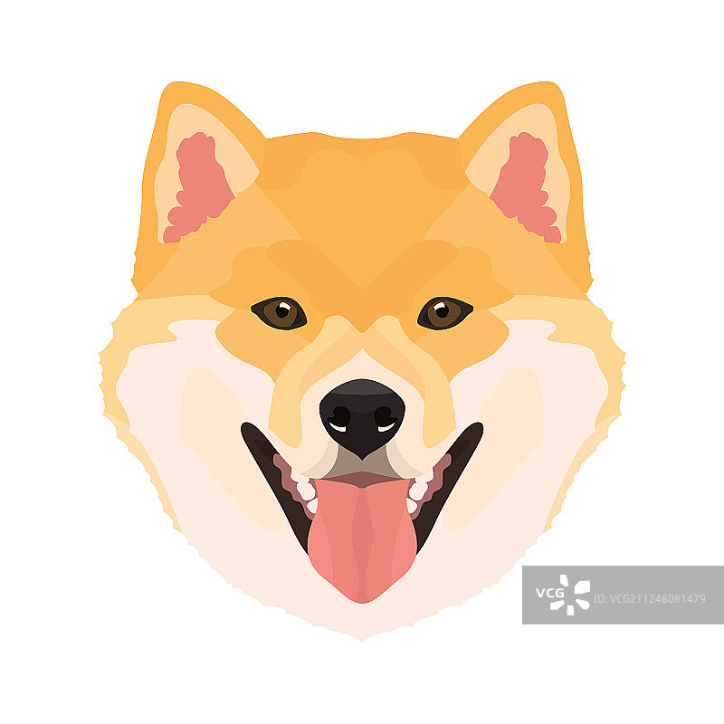 柴犬图片素材