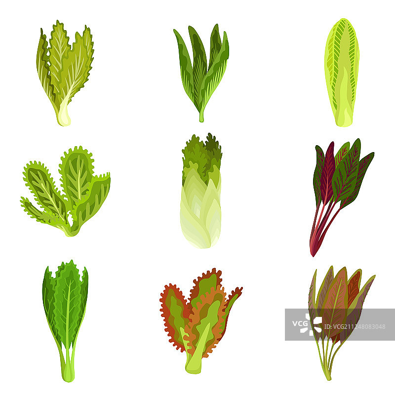 新鲜沙拉叶苦苣合集图片素材