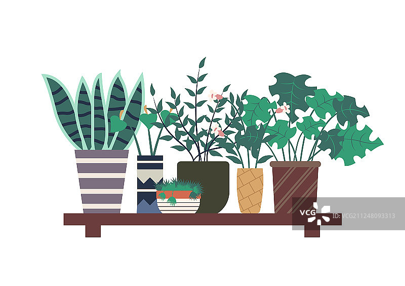 货架上的瓦苇植物图片素材