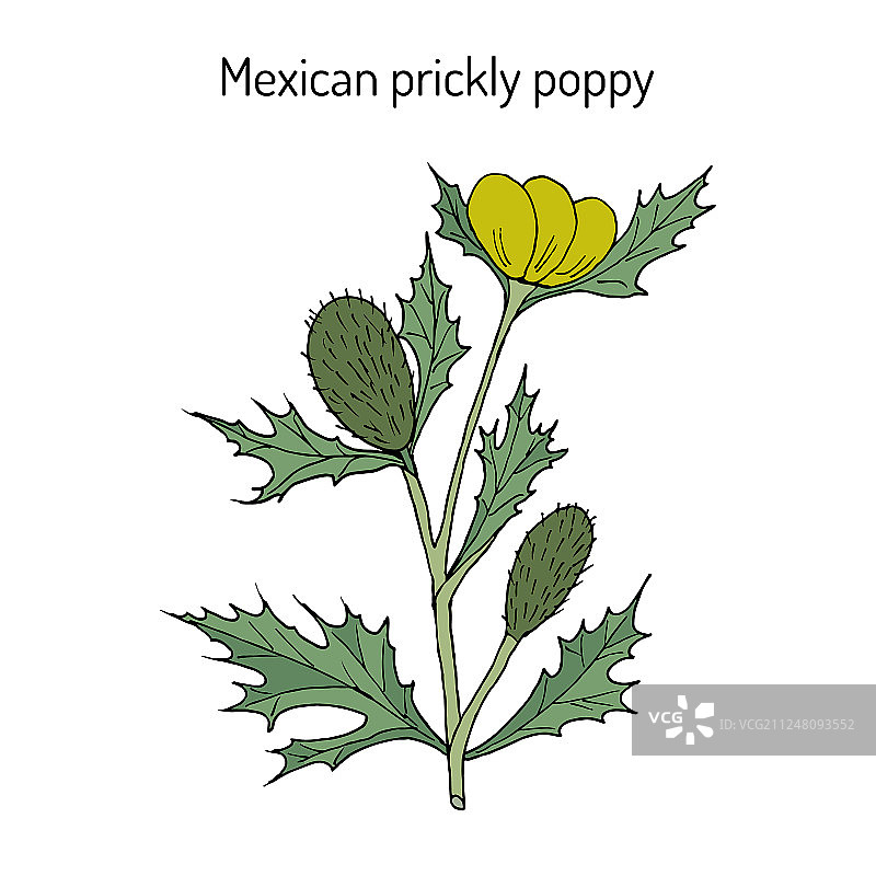 墨西哥刺罂粟图片素材