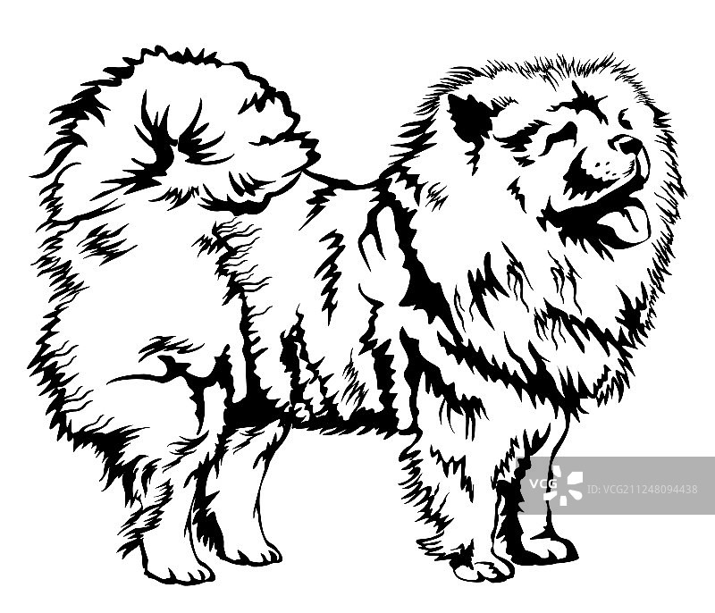 装饰性松狮犬图片素材