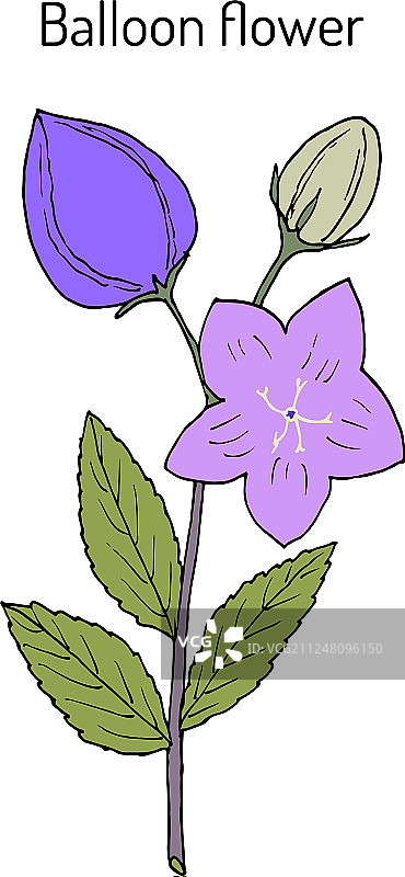 桔梗花或中国桔梗图片素材