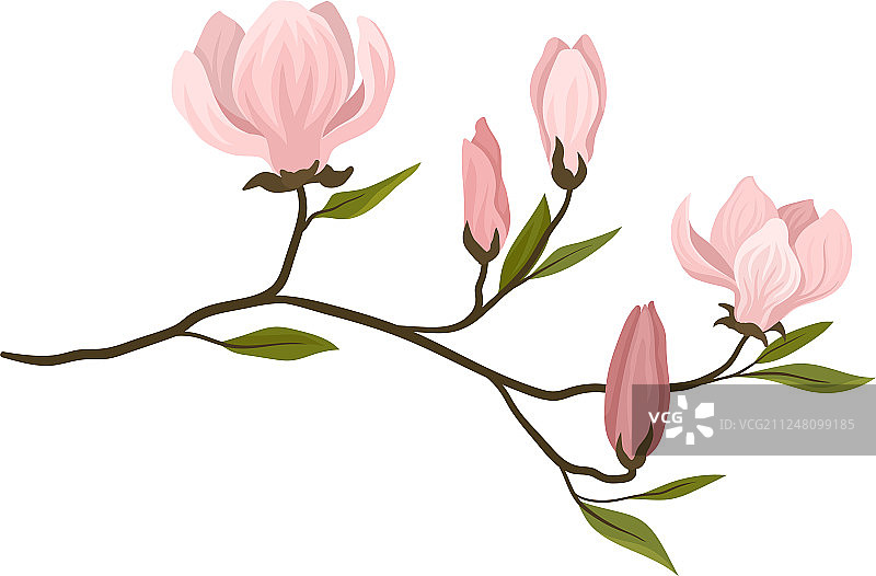 开着淡粉色小花的树枝图片素材