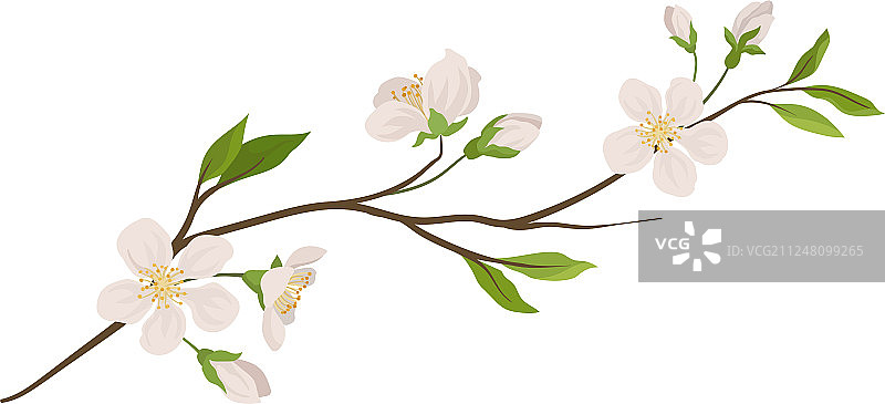 开着小花的果树枝图片素材