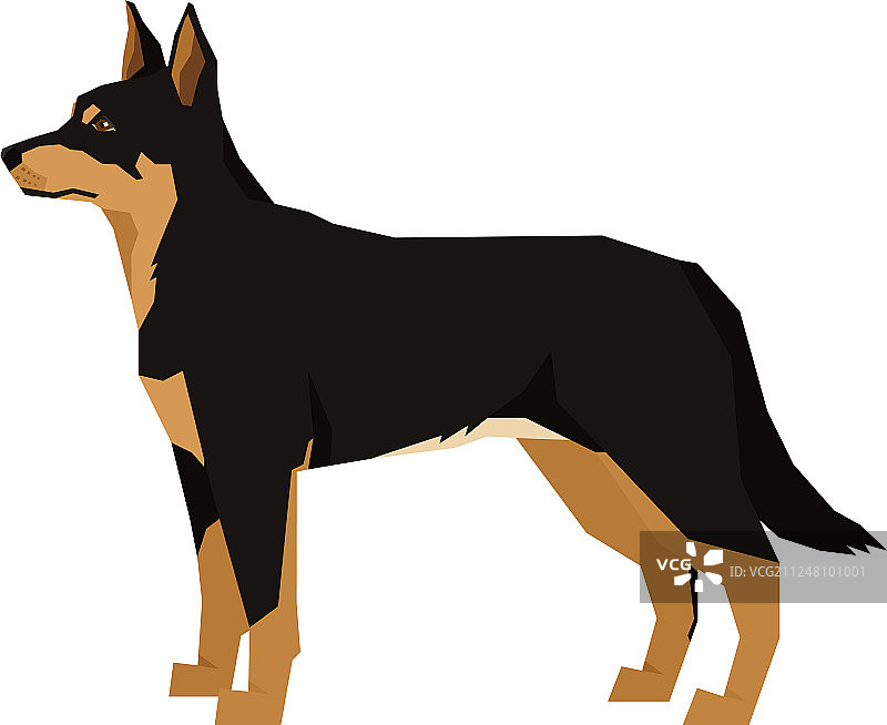 孤立的澳大利亚卡尔比犬图片素材