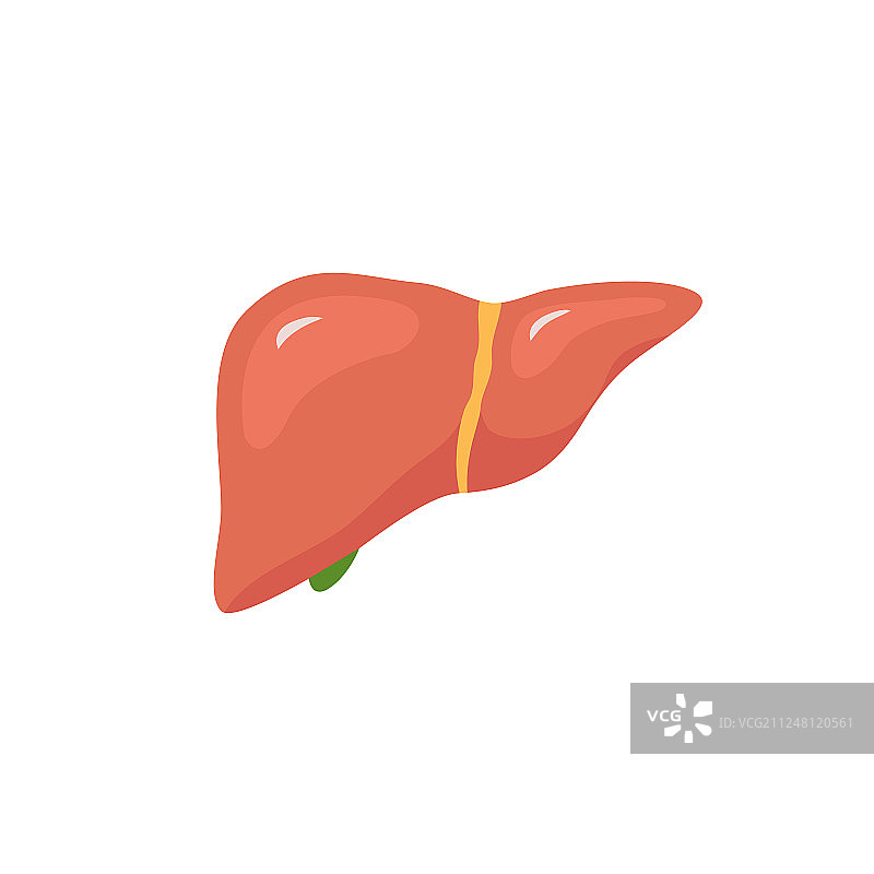 肝脏图标扁平logo，人类疾病健康图片素材
