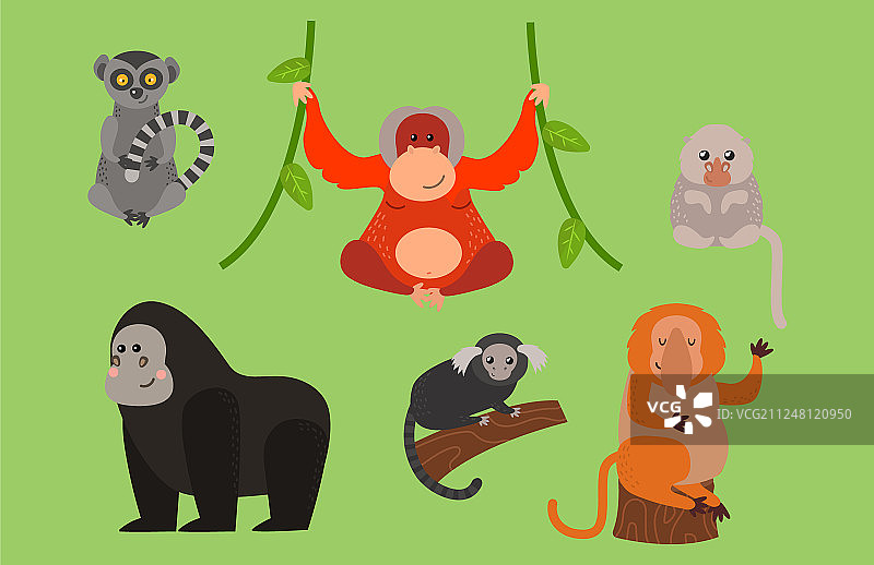 不同类型的稀有猴子动物合集图片素材