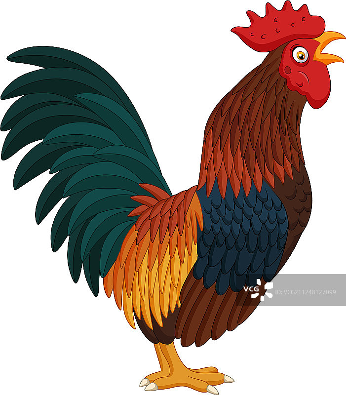 白色背景上打鸣的卡通公鸡图片素材
