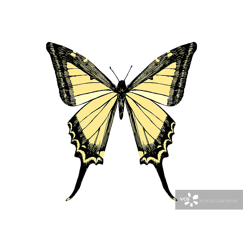 手绘黄色燕尾蝶图片素材