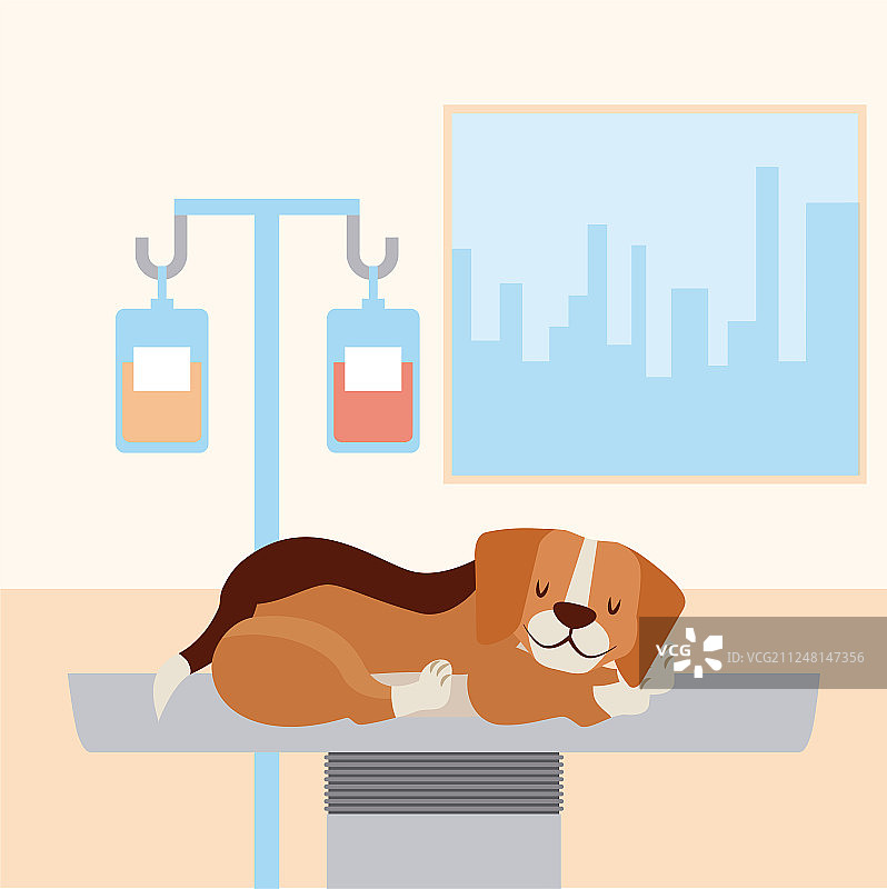 宠物和兽医图片素材