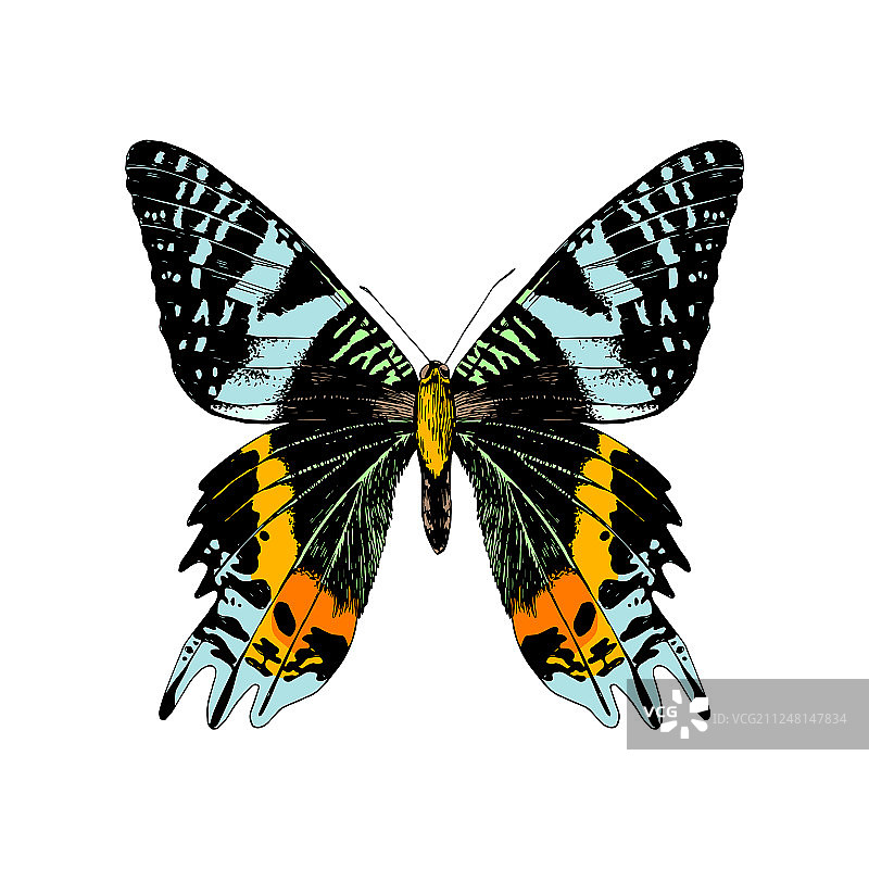 手绘马达加斯加日落蛾图片素材