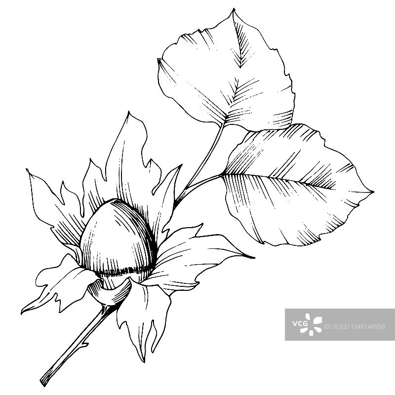矢量秋季植物榛子叶植物园花卉树叶图案。孤立的插图元素图片素材