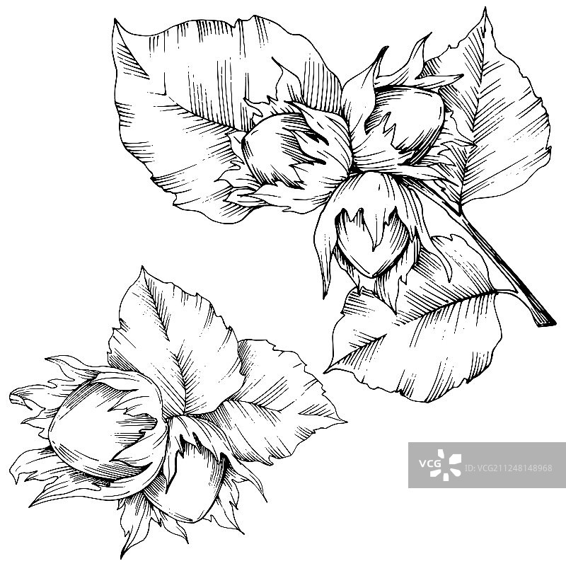 矢量秋季植物榛子叶植物园花卉树叶图案。孤立的插图元素图片素材