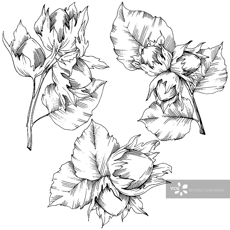 矢量秋季植物榛子叶植物园花卉树叶图案。孤立的插图元素图片素材