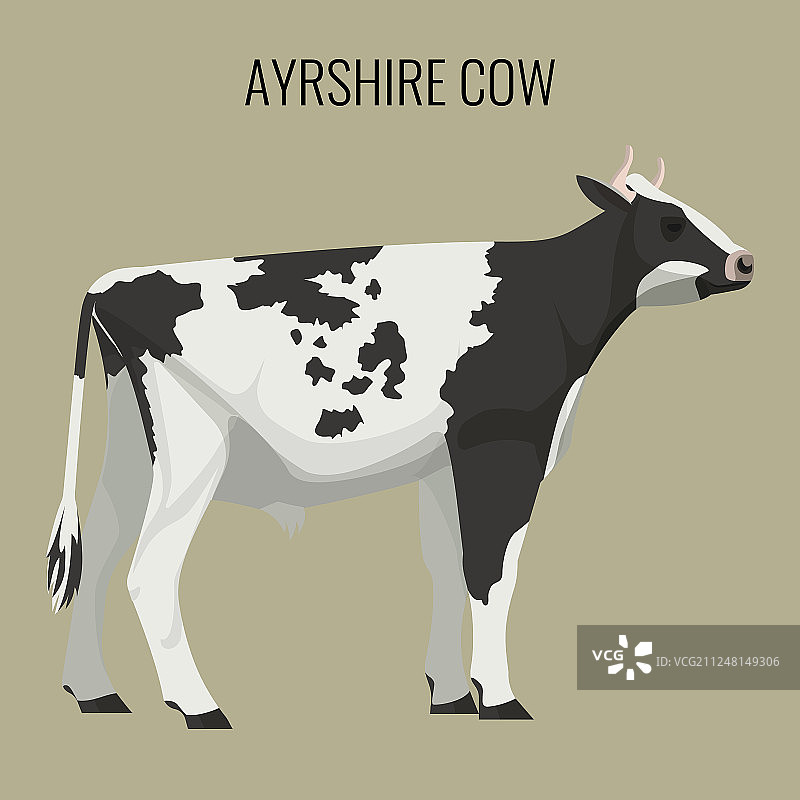 白色背景下的艾尔郡奶牛图片素材