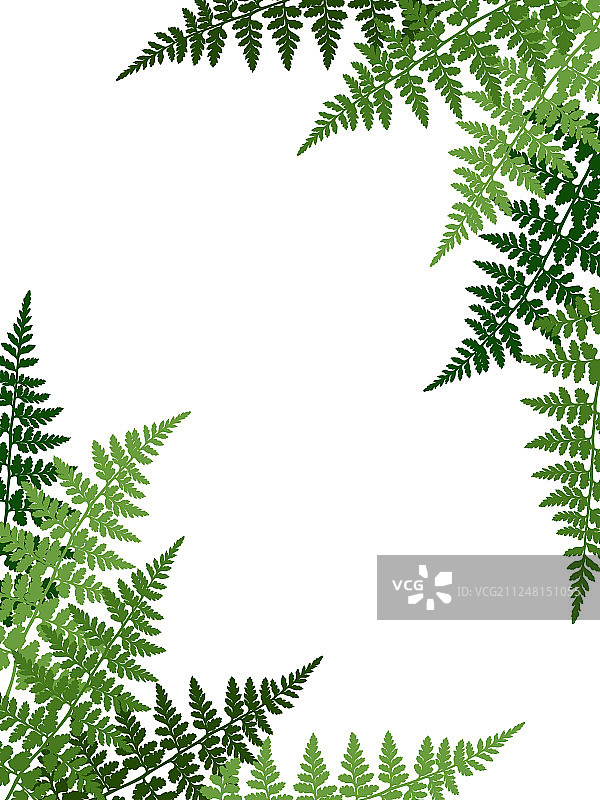 蕨类植物热带叶子边框图片素材