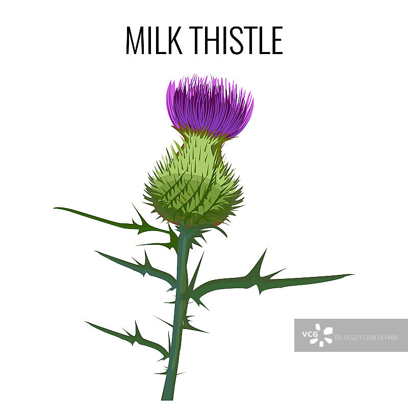 白色背景上的奶蓟图片素材