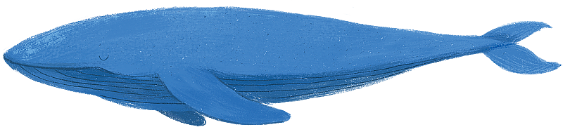 正在游动的鲸2图片素材