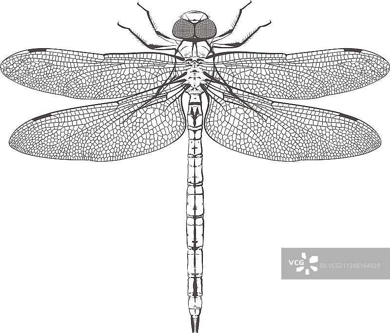 大型对称蜻蜓图片素材