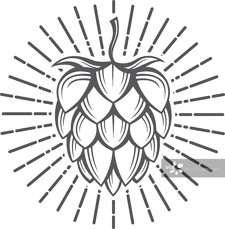 啤酒花图片图片素材