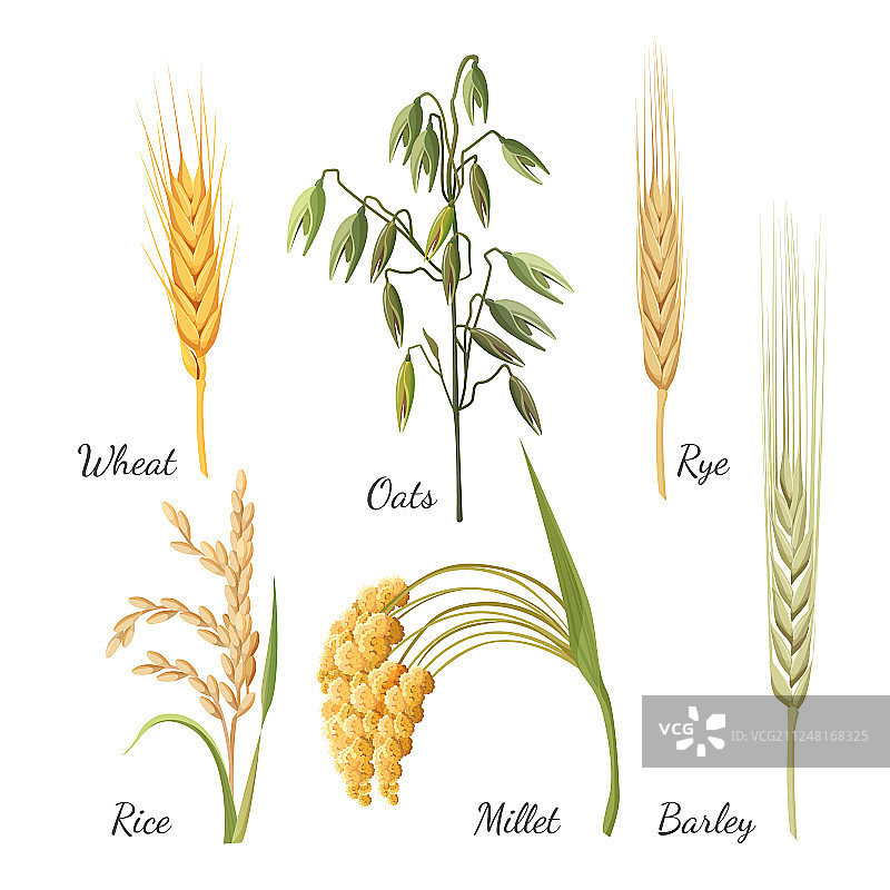 大麦小麦黑麦稻米小米和绿色燕麦图片素材