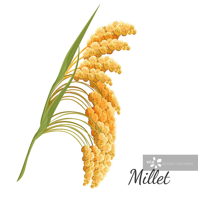 白色背景上的黄色小米图片素材