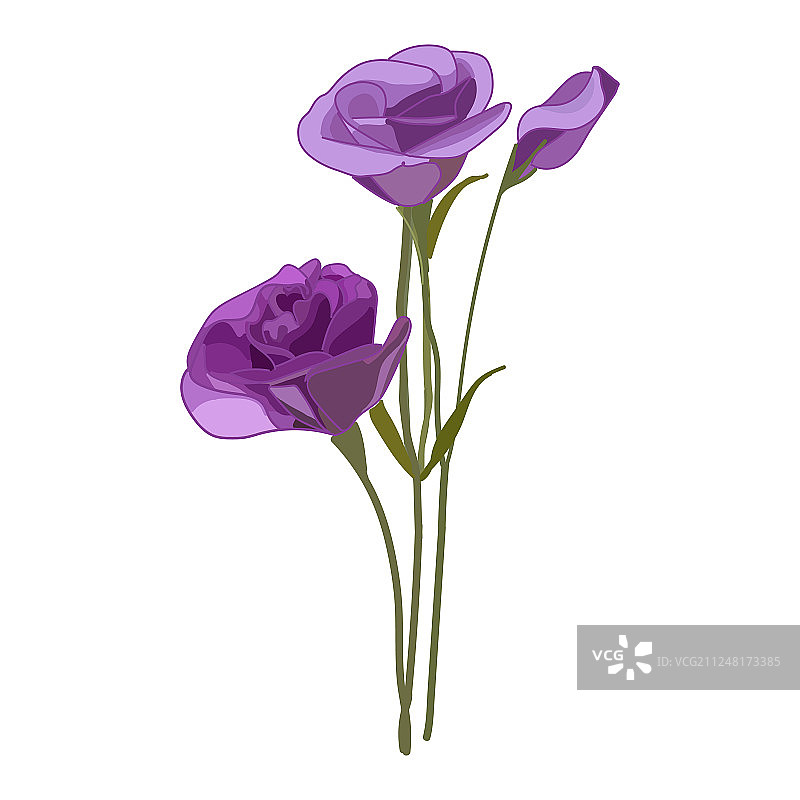 白色背景上的紫色洋桔梗图标图片素材