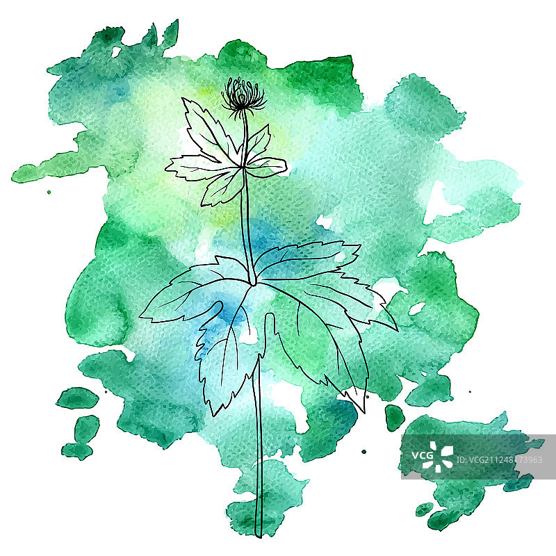 水彩背景下的北美黄连花图片素材