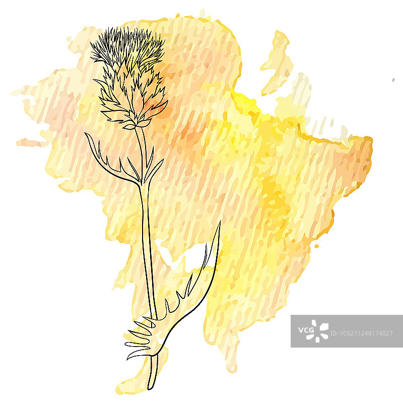 水彩背景下的奶蓟花图片素材