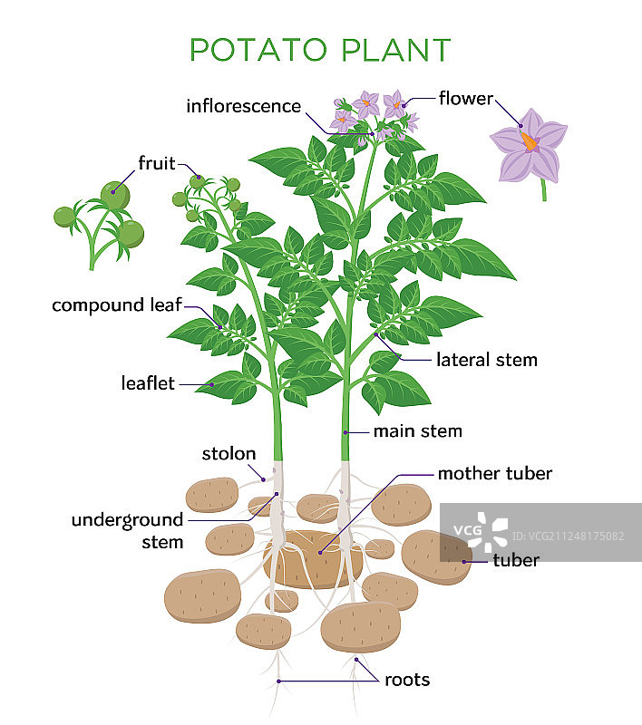 扁平设计土豆植株图片素材