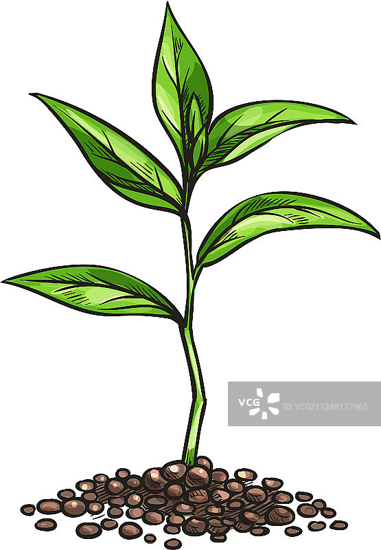 复古风格的嫩芽素描图片素材