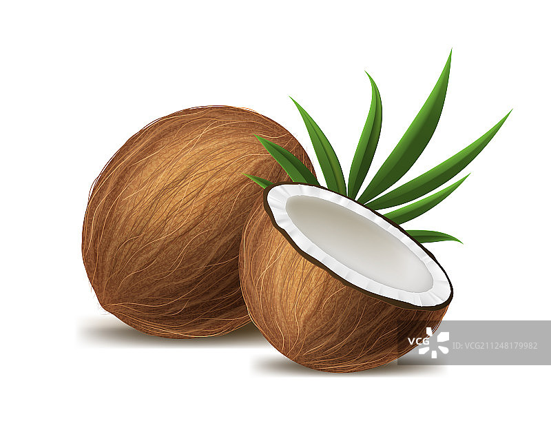 逼真3D全剖椰子模型图片素材