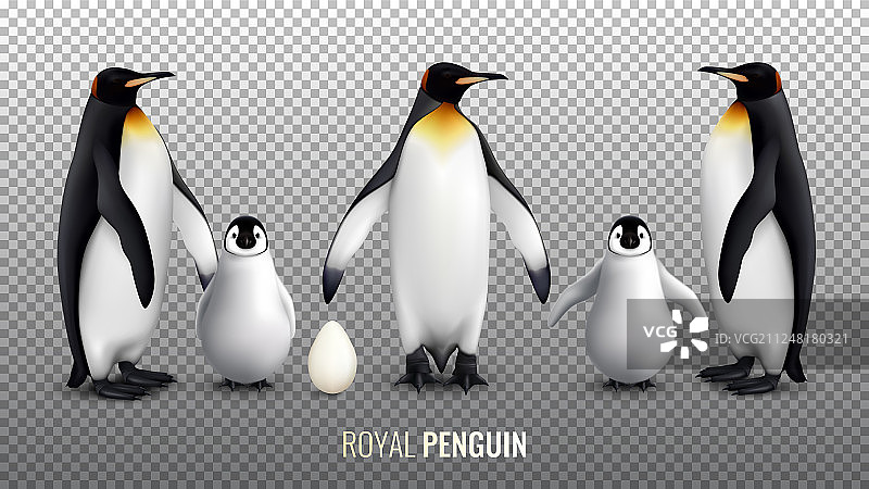 皇家企鹅写实套装图片素材