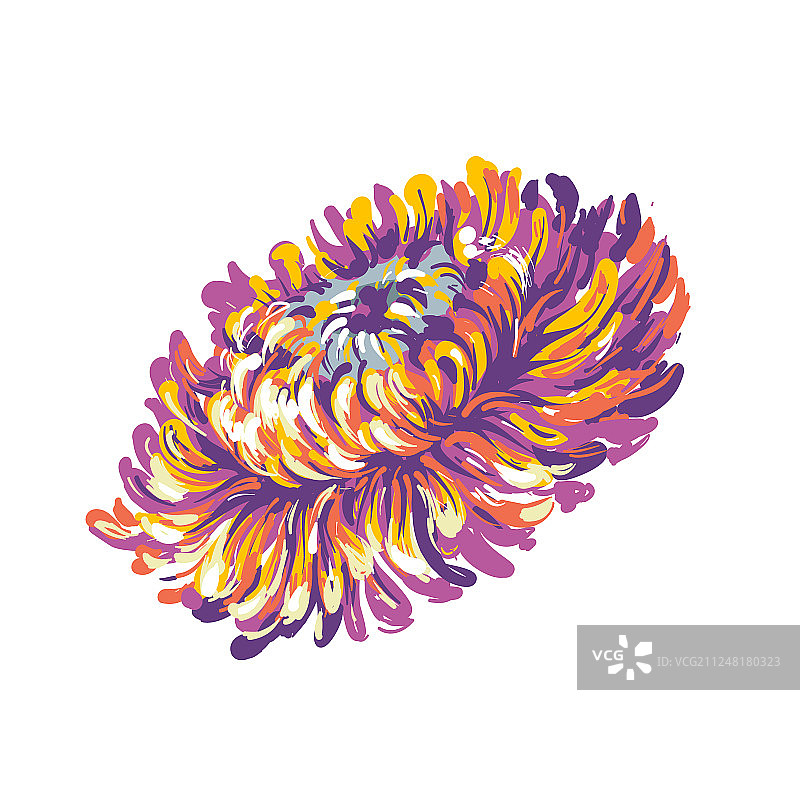 用于装饰的豪华粉色紫苑花图片素材