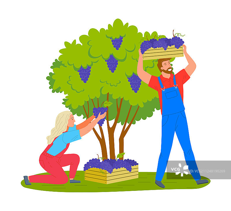 男人和女人在葡萄园采摘葡萄图片素材