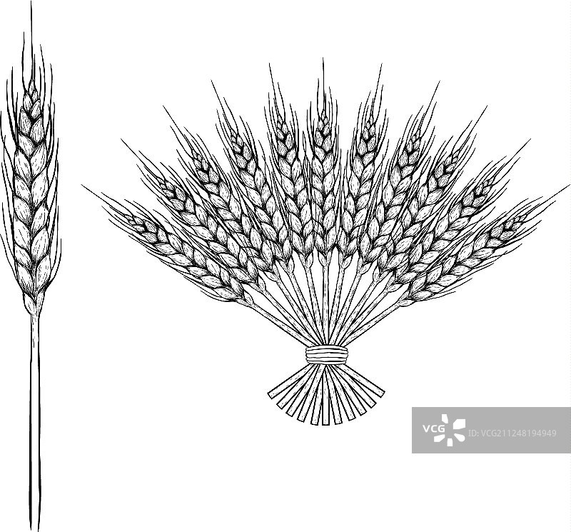 手绘黑麦草图素材图片素材