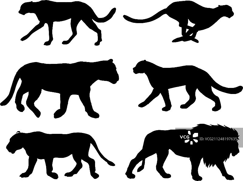 扁平黑色野生猫科动物剪影合集图片素材