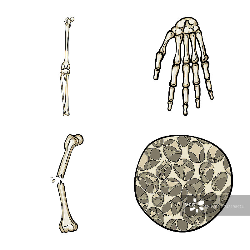 骨骼图标图片素材