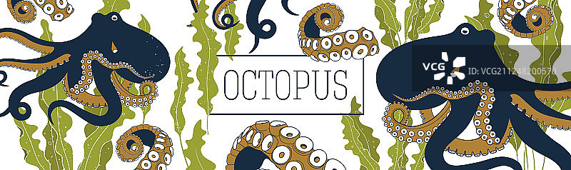 章鱼和海带banner模板图片素材