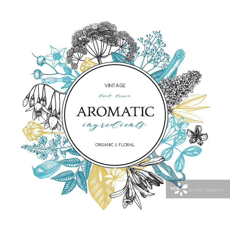 芳香草药植物设计图片素材